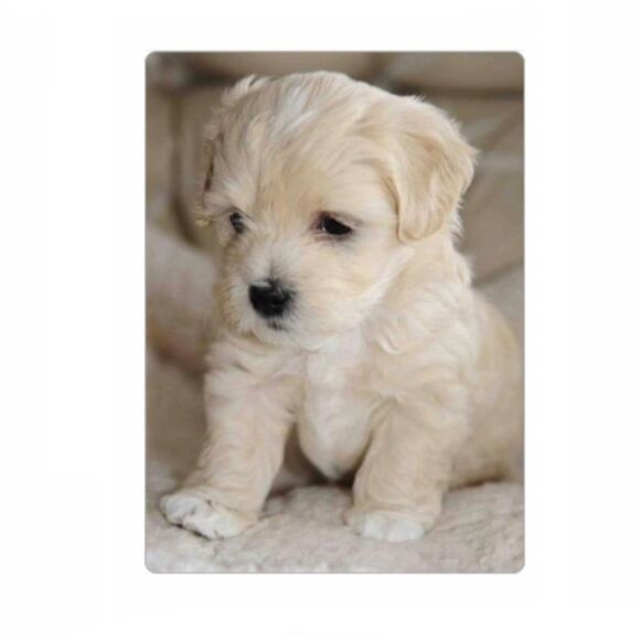 Cute Puppy Magnet  - Picture 1 of 2